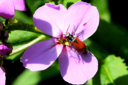 Malachius scutellaris